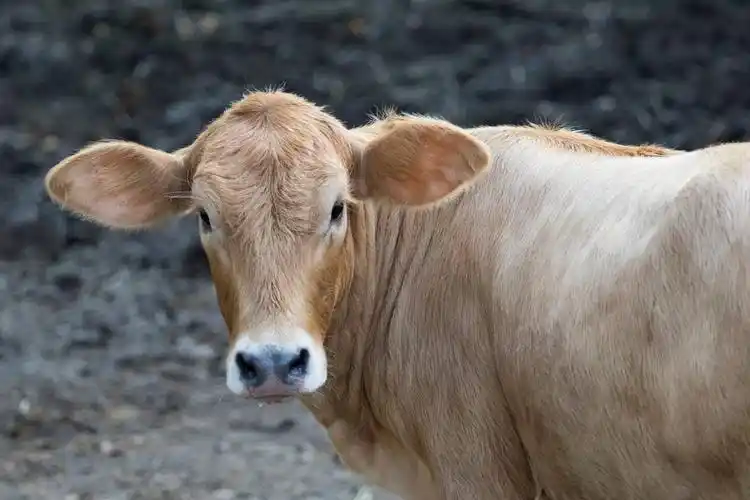 牛图片分享牛图片大全大图原画给一个有卡通牛的图片不牛的可爱卡通图