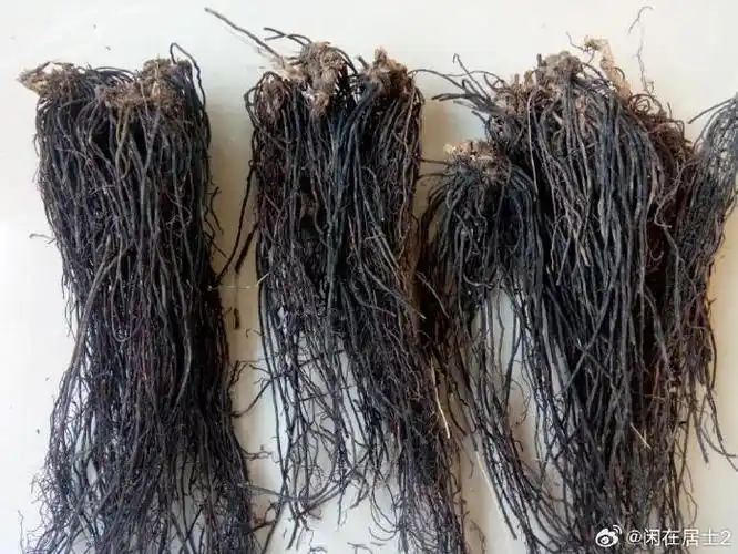 一味威灵仙:内服可止胃痛,外敷可治骨刺,配伍可排结石,外洗可愈脚气!