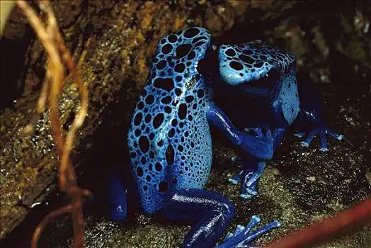 蓝色,毒物,青蛙,一对,雌性,争斗,小,有毒,部落,使用,箭头,南美