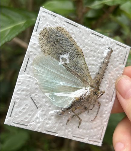 努比利长鼻蜡蝉zanna nobilis原虫标本