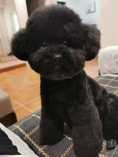 黑泰迪本次剪毛毛太成功了