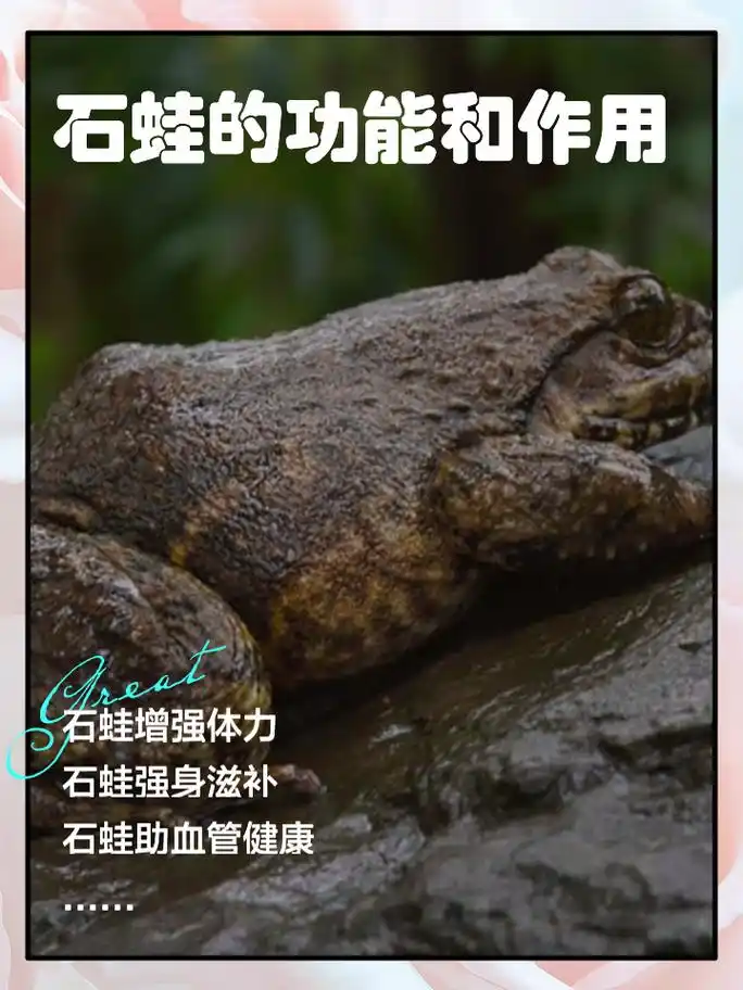 石蛙的功能和作用