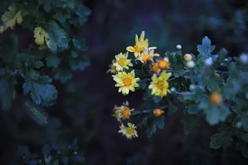 野菊花的花朵并不大,星星点点的小花,丛丛簇簇的花枝,在风中,摇曳四望