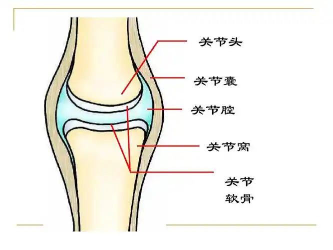 关节头 关节囊 关节腔 关节窝 关节 软骨