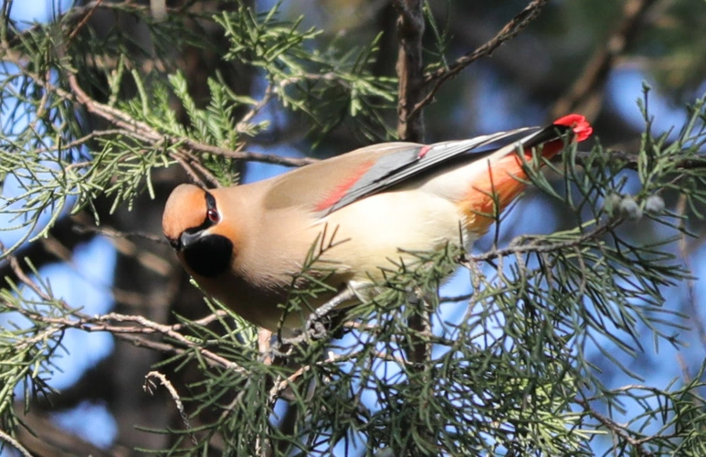 小太平鸟(简称十二红)还在南通停留