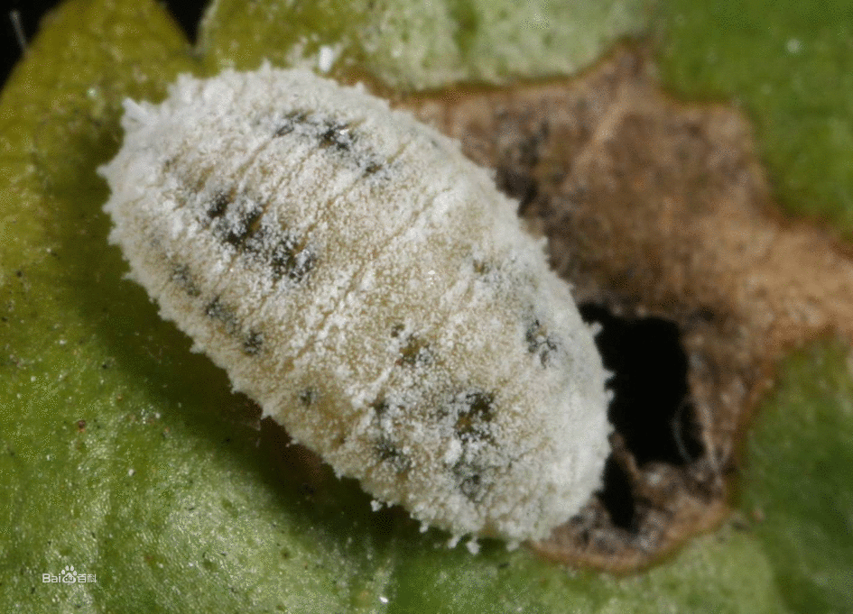 园林植保信息--白蜡虫发生规律和防治技术--白蜡蚧蚧壳虫防治技术