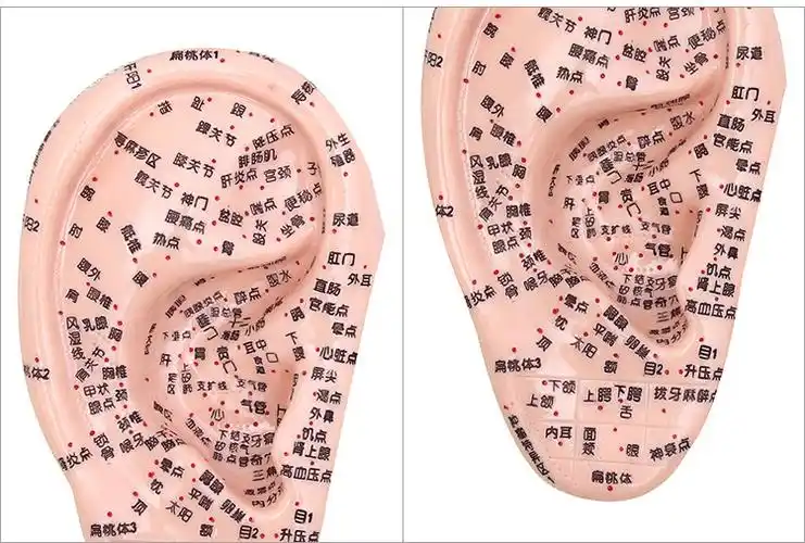 访客 清晰刻字耳模型耳穴模型按摩针灸教学穴位耳穴人体反射区耳朵