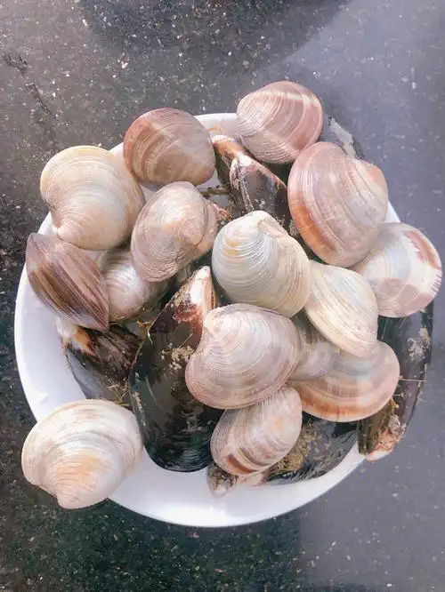 超大美贝贻贝淡菜