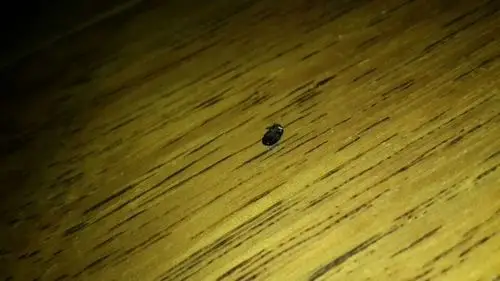 家里木地板莫名其妙出现这种虫子,如何解决?