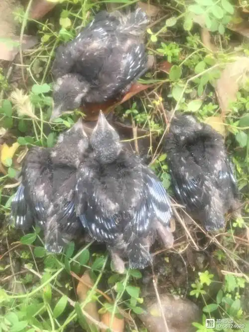 又到了捡鸟季你捡回家的乌鸫幼鸟为何总是生病或死亡百舌雏鸟救助及