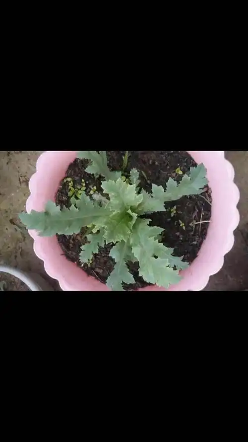 这个是罂粟幼苗的样子!