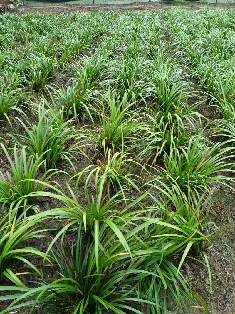 青青河边草----石菖蒲,去年10月6号我把它移栽到田里来, - 抖音