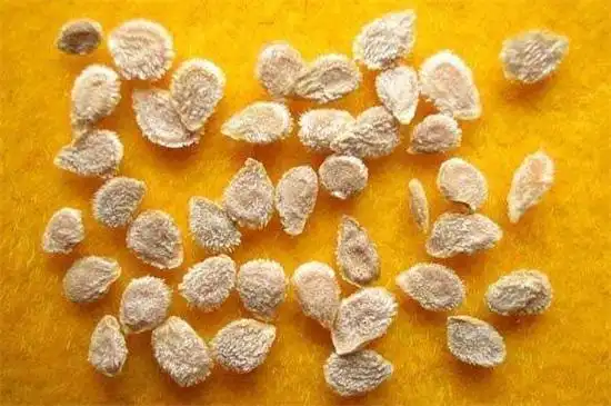 番茄种子的种植方法,掌握4个步骤种植出美味的番茄