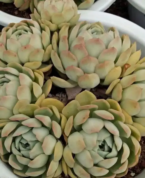 炎炎夏日,一多两少的方法依然让草莓冰这种多肉状态绝佳