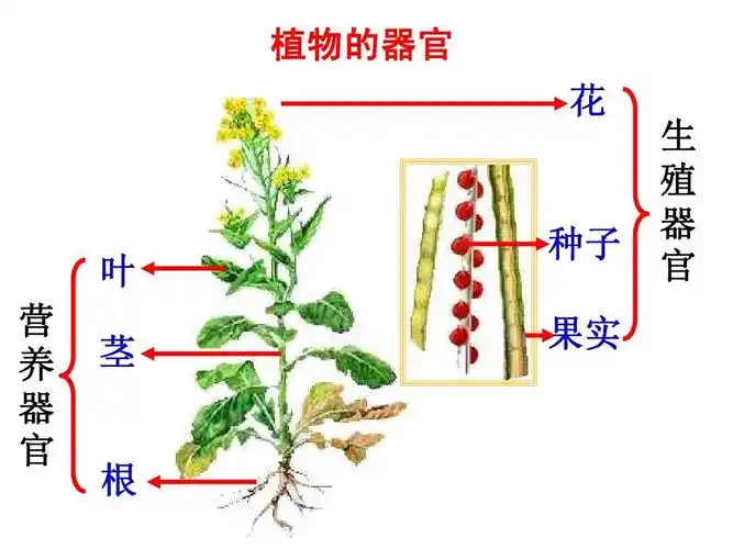 第四章第三节 植物体的结构层次3 课件(人教版七年级上)