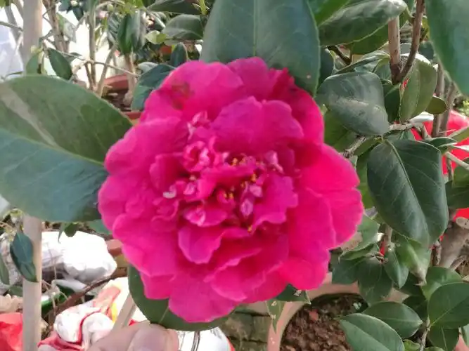 品种名:埃及艳后,玛卡拉斯