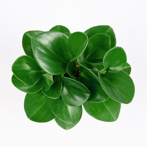 当日发货豆瓣绿植物青叶碧玉盆栽室内四季常青豆瓣绿原土不含盆