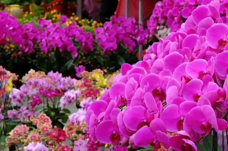 事关迎春花市广州多区官宣