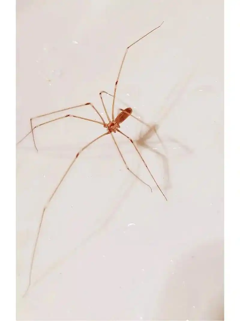 家幽灵蛛 动物学分类:动物界/节肢动物门/蛛形纲/蜘蛛目(新蛛亚目)