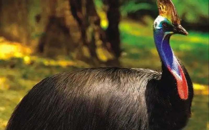 男子私养野生动物食火鸟,不料家中意外摔倒时,被它攻击致死!