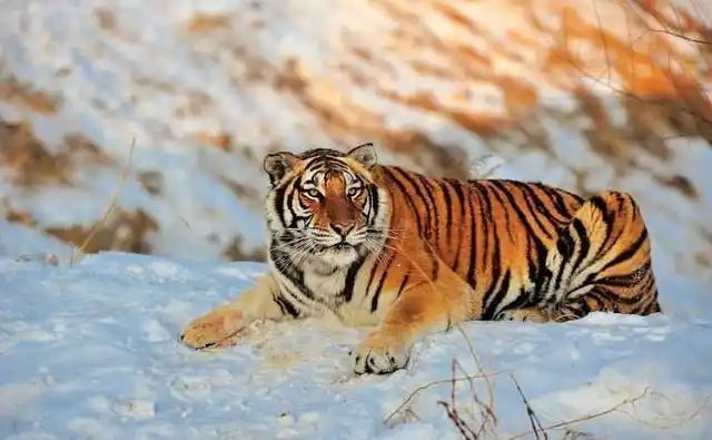 全影人才网 影楼人才资讯 东北虎豹国家公园野生东北