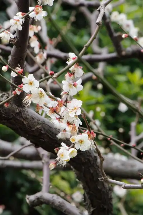 上海公园城市|春梅正当时,梅香背后知多少?