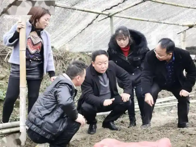 杨素昌到乡镇调研指导食用菌产业发展