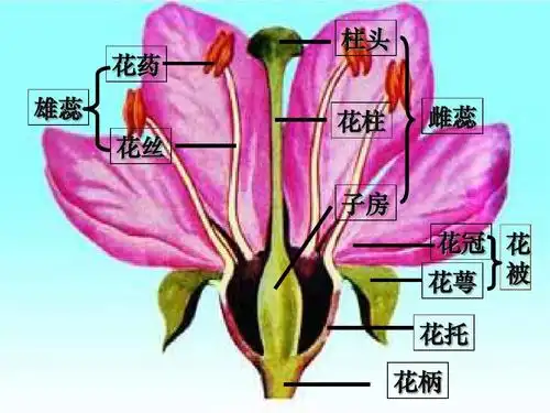 八年级下生命科学第四章 花药 雄蕊 花丝 柱头 花柱 子房 雌蕊 花冠