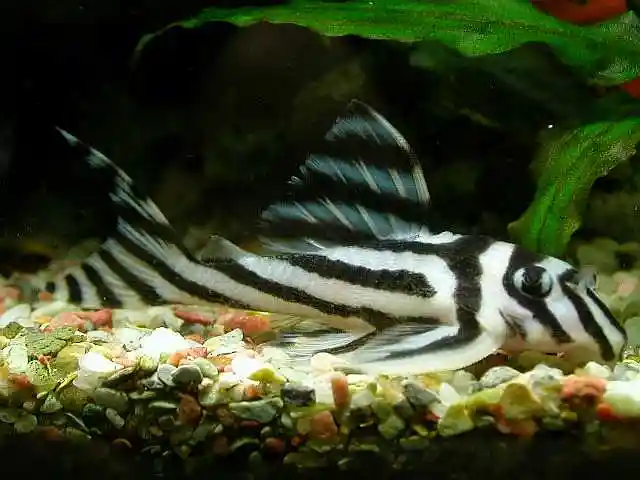 熊猫异型l46饲养繁殖