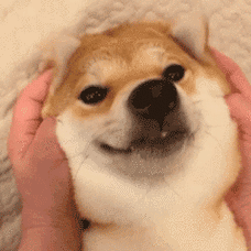 【发车】名创优品鲨鱼公仔 坐标合肥