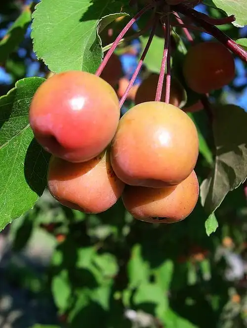 果子熟了 摄影 西风胡杨