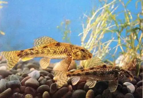 几乎所有的小河中都能发现此鱼的踪迹我们叫它棒花