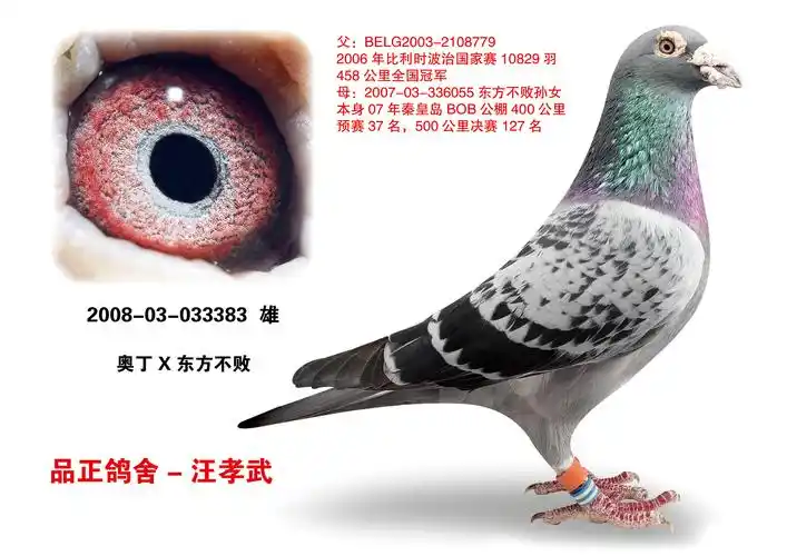 东方不败 - 品正鸽舍