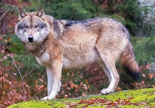 到了19世纪初,欧亚狼已经在这个地方接近绝迹世界上最大的狼.