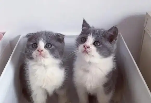 英短蓝白纯不纯看这个几点就够了!