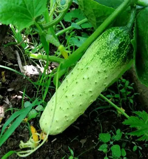 无架黄瓜种子爬满地种籽孑四季春秋夏农家蔬菜盆栽节节瓜水果阳台