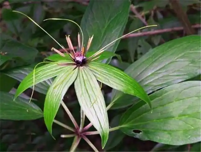 这种药材治百病解蛇毒,如今已经濒临灭绝,售价高达800元一千克