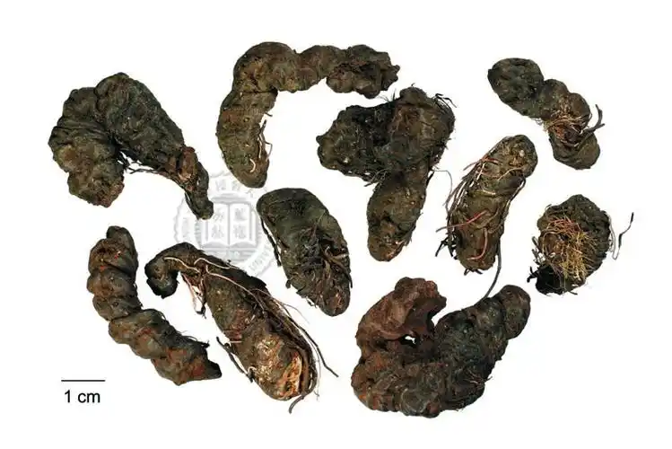 每天一味中草药拳参紫颜色的参又叫紫参清热凉血