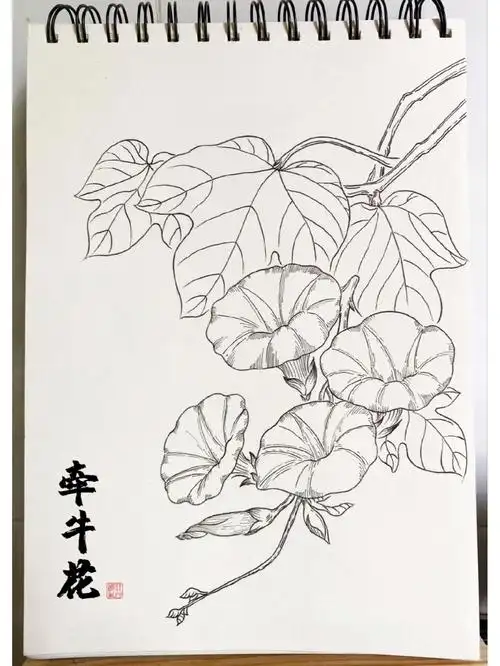 牵牛花植物线描花卉临摹附过程
