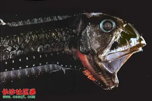 盘点全球令人生畏的怪鱼