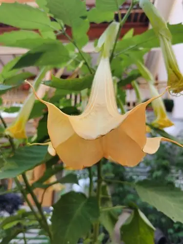 金色的曼陀罗花