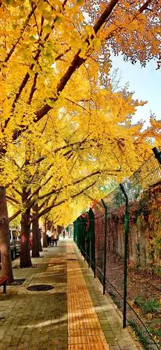 三里屯银杏大道 东五街耀眼金黄