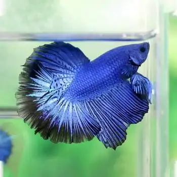 易萌 斗鱼半月3-5cm1只 泰国半月斗鱼活体淡水鱼小型热带观赏鱼宠物