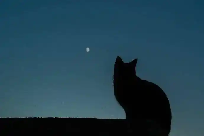 夜空下的猫影多么矫健