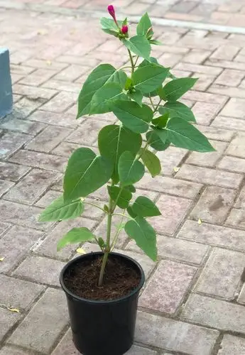 每次吃完晚饭才开花的植物,它的花朵在夜晚特别香,不要种卧室旁