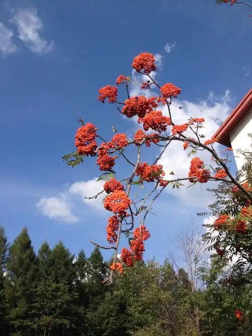 这种结红色果实的是什么树?