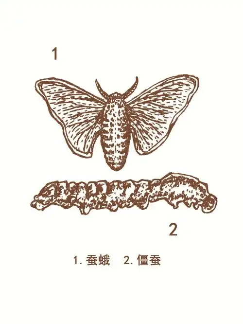 形 态:成虫又叫蚕蛾,体长16～23毫米,展翅宽39～43毫米.