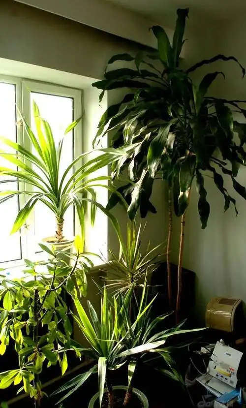 巴西铁树 巴西铁树(巴西铁树作用与功效) 生活