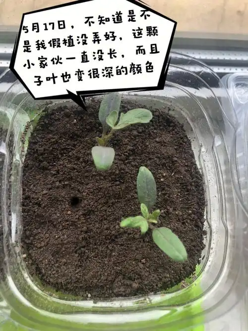 宝宝种植小番茄记录