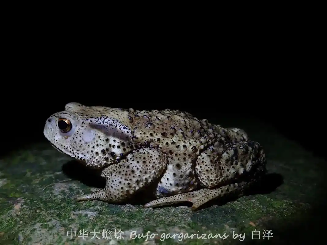 杭州常见蛙类.杭州常见蛙类15种 - 抖音